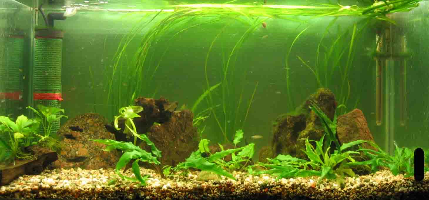 &copy; Zierfischfreunde Immenhausen-Holzhausen Aufgenommen am 21.6.2006